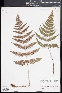 Dryopteris fuscipes image