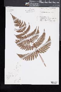 Dryopteris fuscipes image