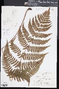 Dryopteris fuscipes image