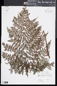 Dryopteris glabra image