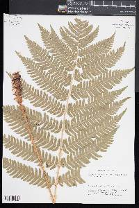 Dryopteris goldieana image