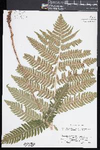 Dryopteris goldieana image