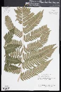 Dryopteris goldieana image