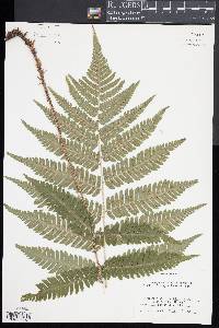 Dryopteris goldieana image