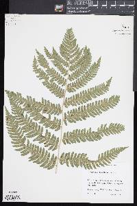 Dryopteris goldieana image