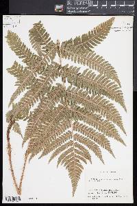 Dryopteris goldieana image