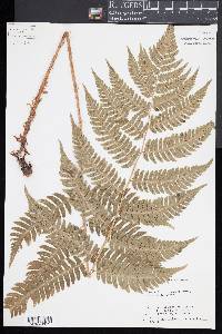 Dryopteris goldieana image