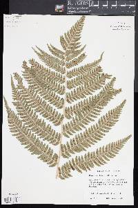 Dryopteris goldieana image