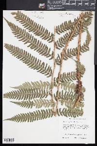 Dryopteris goldieana image