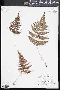 Dryopteris gymnosora image