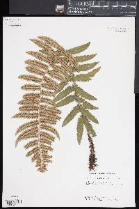 Dryopteris hirtipes image