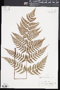 Dryopteris hondoensis image