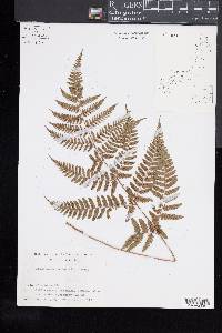 Dryopteris hondoensis image