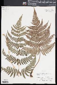 Dryopteris indusiata image