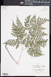 Dryopteris maximowiczii image