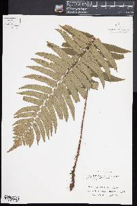 Dryopteris namegatae image