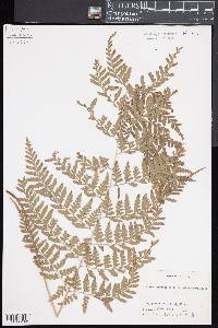 Dryopteris patula image