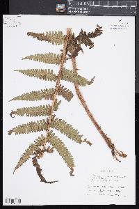 Dryopteris pseudo-filix-mas image