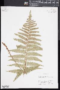 Dryopteris pseudo-filix-mas image