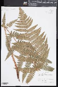 Dryopteris remota image