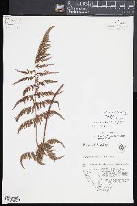 Dryopteris cinnamomea image