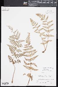 Dryopteris cinnamomea image