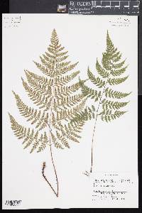 Dryopteris rossii image