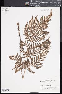 Dryopteris sacrosancta image