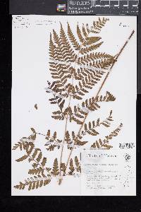 Dryopteris sparsa image