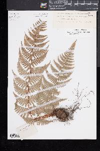 Dryopteris sublacera image