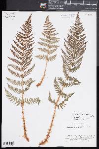 Dryopteris mindshelkensis image