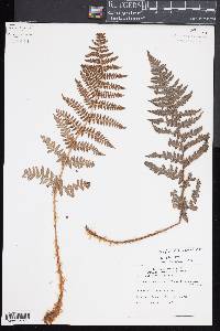 Dryopteris mindshelkensis image