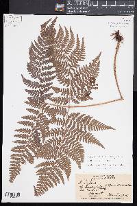 Dryopteris unidentata image
