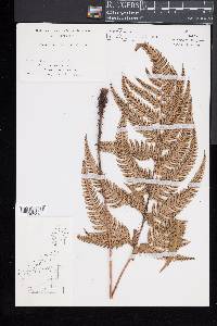 Dryopteris varia image