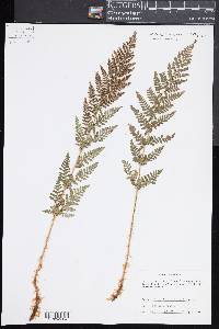 Dryopteris mindshelkensis image