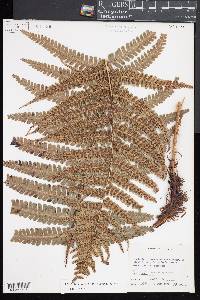 Dryopteris wallichiana image