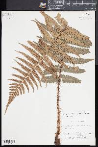 Dryopteris wallichiana image