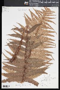 Dryopteris wallichiana image