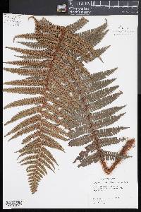 Dryopteris wallichiana image