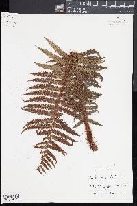 Dryopteris wallichiana image