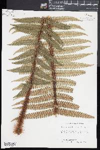 Dryopteris wallichiana image
