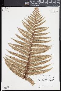 Dryopteris wallichiana image