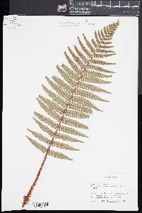 Dryopteris wallichiana image