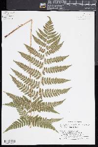 Dryopteris x benedictii image