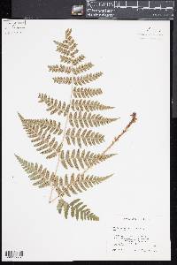 Dryopteris x benedictii image