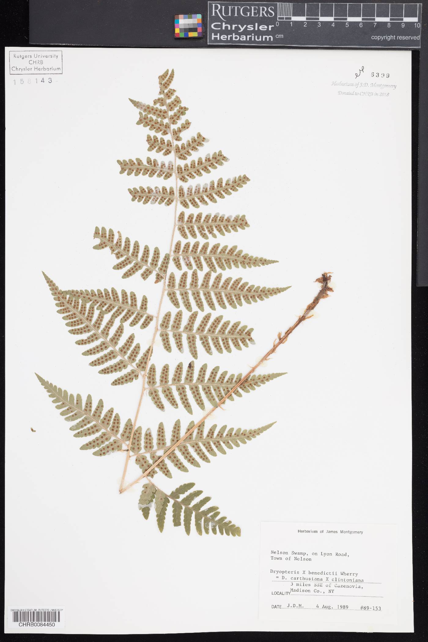 Dryopteris x benedictii image