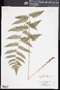 Dryopteris x benedictii image