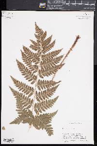 Dryopteris x benedictii image