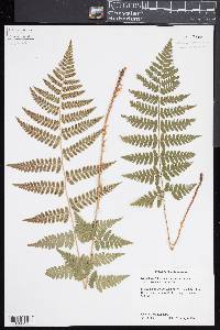 Dryopteris × boottii image