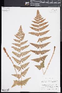 Dryopteris × boottii image